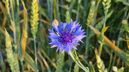 Sweden. Centaurea cyanus, commonly known as cornflower or bachelor's button, is an annual flowering...
