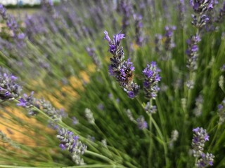 Bee on lavender flower in blooming garden