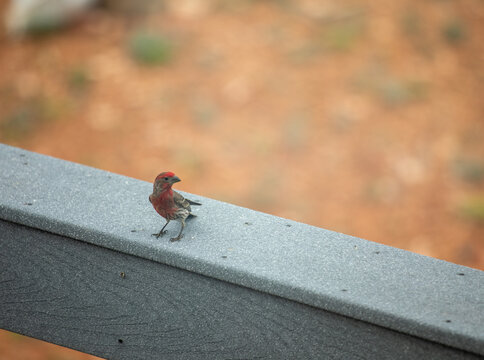 Red finch male standing on a building with curious expression