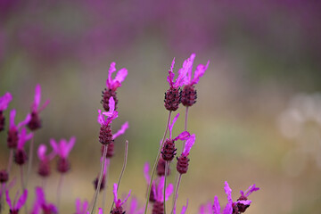 unas flores violetas en la montaña