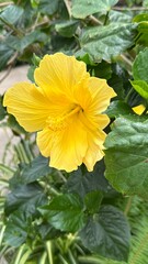 Bright yellow hibiscus flower blooming amid green leaves