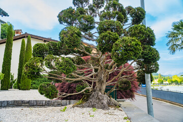 Decorative topiary trees, trimmed in sphere shape, stacked on top of each other