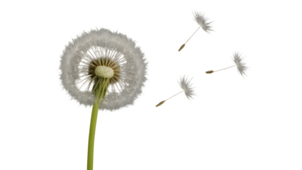 Blowing Dandelion Seeds Isolated on Transparent Background (PNG)

