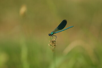 una libellula con ali blu in estate