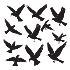 Silhouette of Birds Flying Together in Various Poses on a White Background