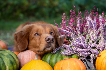 Nova scotia duck tolling retriever in heather