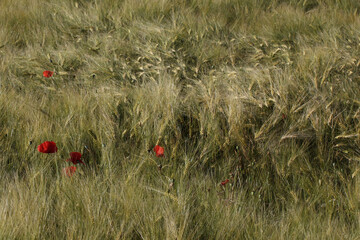 Grano e papaveri - Alessandria - Piemonte - Italia