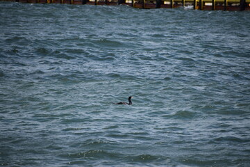 Fototapeta premium seagull in the sea