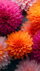 Obraz premium A stunning array of pink, orange, and white chrysanthemums creates a joyful, vibrant atmosphere.