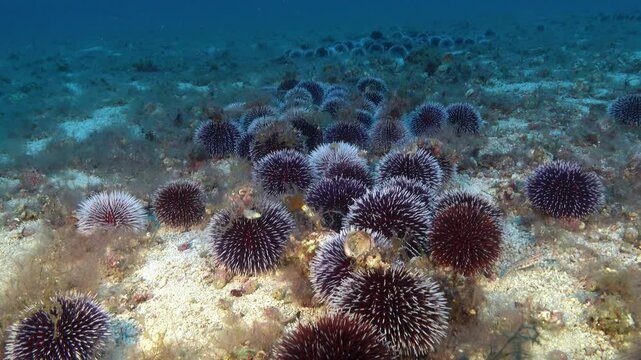 Marine life - Sea urchins in a deep sand seabed