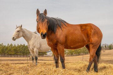 Fototapeta premium Brown and White Horses Standing in Pasture