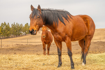 Fototapeta premium Bay horse sticking out tongue on hay field