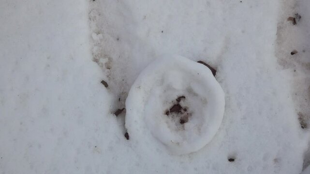 A close-up of a unique natural snow roll formation created by falling rocks on a snowy surface creating a snowball effect.