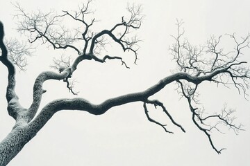 Frost clings silently to bare branches beneath a pale winter sky
