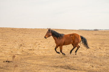 Brown horse running across dry prairie landscape