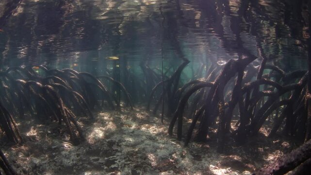 Beams of light filter into a dark mangrove forest found along the island of Lembata in the Lesser Sunda Islands of Indonesia. Mangroves play a vital ecological role and are tied to coral reefs.
