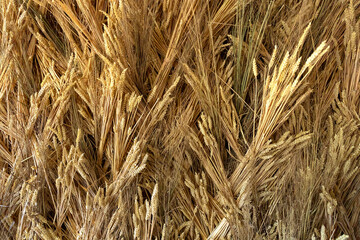 Ears of wheat folded together.