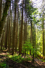 Naklejka premium Trees in the wild forest.