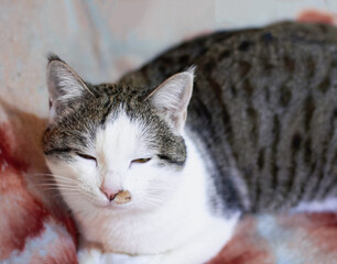 Naklejka premium A domestic cat is lying on the sofa