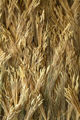 Image of a large number of ears of wheat.