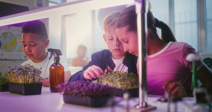 Elementary School Students Sitting at Table, Growing Experimental Microgreens, Using Tweezer, Spraying Nutritious Water. Group of Smart Kids Studying Biology in Multicultural Classroom. STEM Education