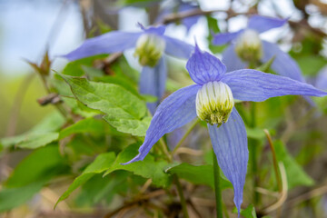 Beautiful purple flowers of wild Clematis occidentalis with foliage grows in the wild, species of flowering plant, known by the common names western blue virginsbower or purple clematis.