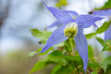 Beautiful purple flowers of wild Clematis occidentalis with foliage grows in the wild, species of...