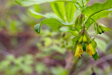 Bright yellow twinberry honeysuckle (Lonicera involucrata) flowers bloom on a leafy green branch in wilderness in the boreal forest in spring.