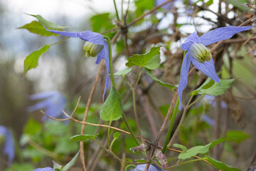 Beautiful purple flowers of wild Clematis occidentalis with foliage grows in the wild, species of flowering plant, known by the common names western blue virginsbower or purple clematis.