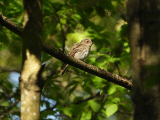 A flycatcher sits on a branch