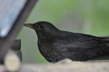 female blackbird sitting in a birdhouse