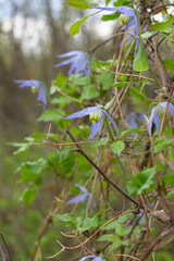 Beautiful purple flowers of wild Clematis occidentalis with foliage grows in the wild, species of flowering plant, known by the common names western blue virginsbower or purple clematis.