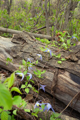 Beautiful purple flowers of wild Clematis occidentalis with foliage grows in the wild, vining around the fallen tree log, known by the common names western blue virginsbower or purple clematis.