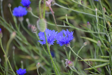 purple flowers in the garden