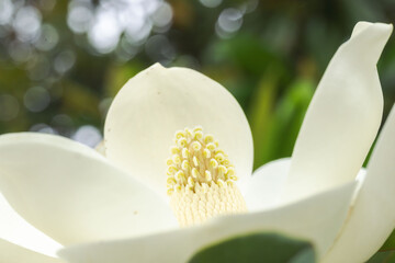 : 6月の花　タイサンボクの白い花のアップ04