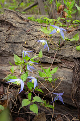Beautiful purple flowers of wild Clematis occidentalis with foliage grows in the wild, vining around the fallen tree log, known by the common names western blue virginsbower or purple clematis.