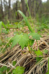 Cluster of cute tiny flowers of Wild redcurrent (Ribes triste), known as the northern redcurrant, swamp redcurrant. Branches of shrub in the gooseberry family are growing in the forest in early spring