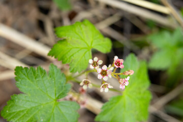 Cluster of cute tiny flowers of Wild redcurrent (Ribes triste), known as the northern redcurrant, swamp redcurrant. Branches of shrub in the gooseberry family are growing in the forest in early spring