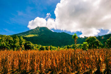 Dry cornfield stretches beneath a forested mountain and dramatic clouds in rural Guatemala, evoking the rhythm of agricultural life and natural cycles.