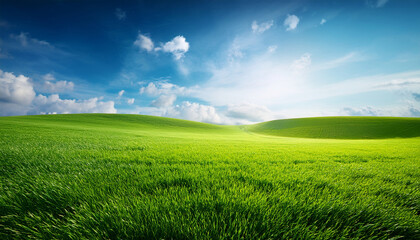 Obraz premium sky and grass background fresh green fields under the blue sky in spring