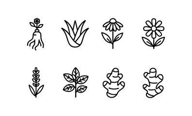 Set of eight medicinal herb and plant icons including ginseng root, aloe vera, chamomile flowers, wheat, mint leaves, and ginger roots.