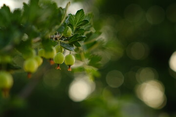 Gooseberries growing on a branch in a garden during late afternoon light by a warm summer day