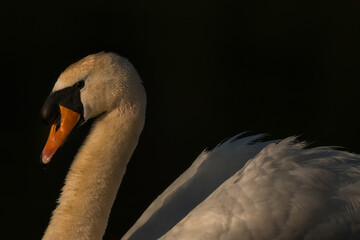 Aufnahme eines Höckerschwans in der Abendsonne auf einem See.