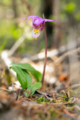 Tiny pink flowers of Calypso bulbosa, known as the calypso orchid, fairy slipper or Venus's slipper. It is a perennial member of the orchid family found in undisturbed northern and montane forests.