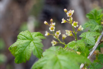 Cluster of cute tiny flowers of Wild redcurrent (Ribes triste), known as the northern redcurrant, swamp redcurrant. Branches of shrub in the gooseberry family are growing in the forest in early spring