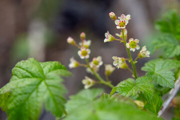 Cluster of cute tiny flowers of Wild redcurrent (Ribes triste), known as the northern redcurrant,...