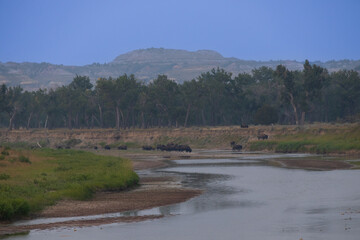 Bison herd at sunset