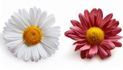 Fototapeta premium daisy isolated on white background