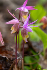 Tiny pink flowers of Calypso bulbosa, known as the calypso orchid, fairy slipper or Venus's slipper. It is a perennial member of the orchid family found in undisturbed northern and montane forests.