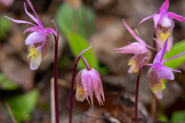 Tiny pink flowers of Calypso bulbosa, known as the calypso orchid, fairy slipper or Venus's slipper. It is a perennial member of the orchid family found in undisturbed northern and montane forests.